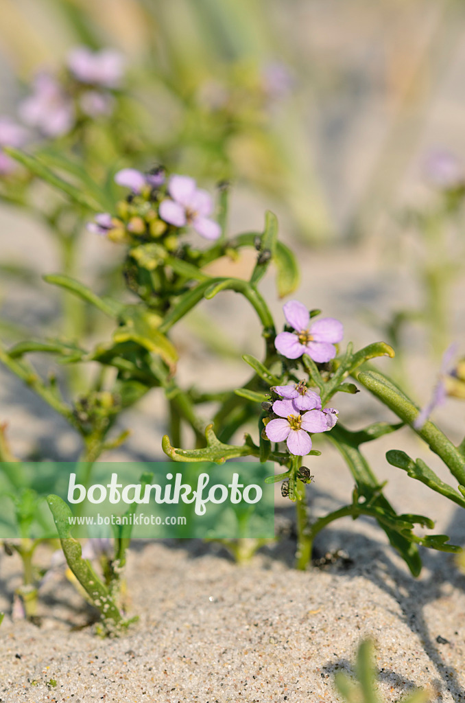 547011 - Roquette de mer (Cakile maritima)