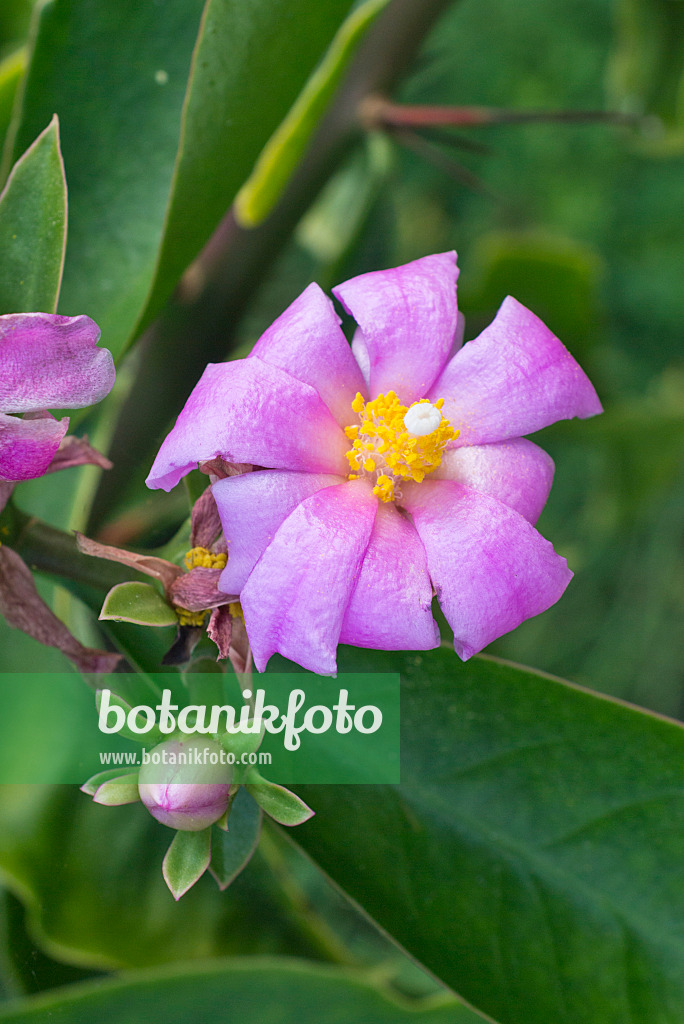 550006 - Rose cactus (Pereskia grandifolia)