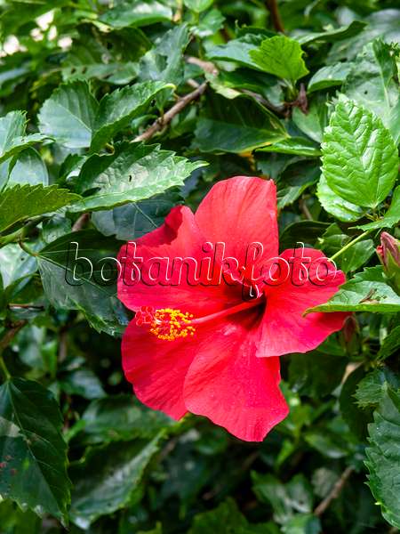 434291 - Rose de Chine (Hibiscus rosa-sinensis)