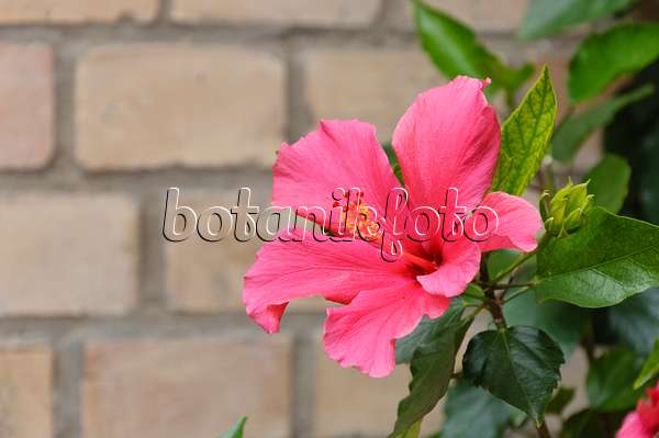 473251 - Rose de Chine (Hibiscus rosa-sinensis)