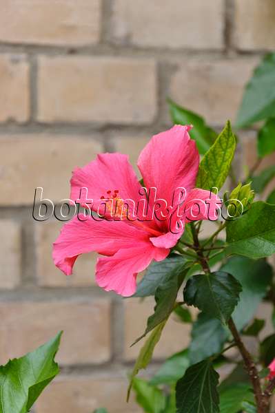 473252 - Rose de Chine (Hibiscus rosa-sinensis)