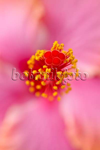 488023 - Rose de Chine (Hibiscus rosa-sinensis)