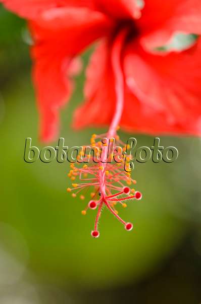 533594 - Rose de Chine (Hibiscus rosa-sinensis)