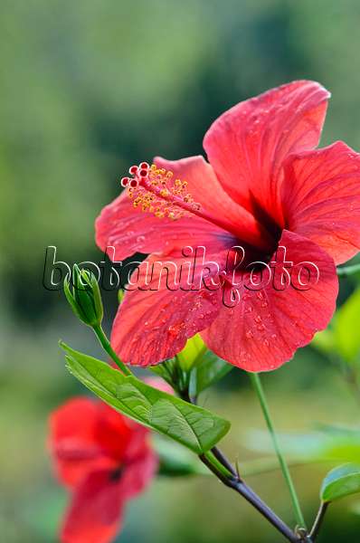 548001 - Rose de Chine (Hibiscus rosa-sinensis)