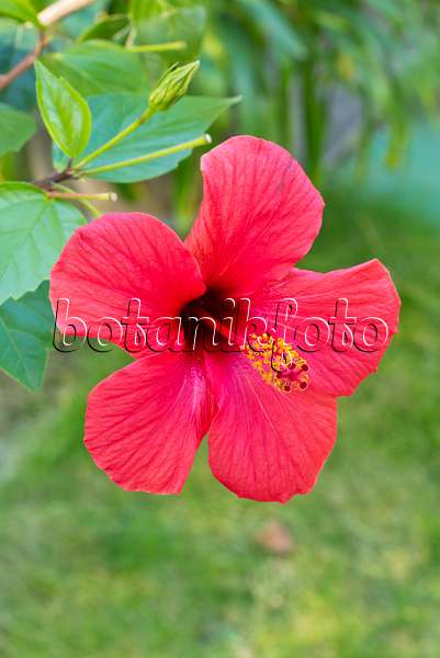 549174 - Rose de Chine (Hibiscus rosa-sinensis)