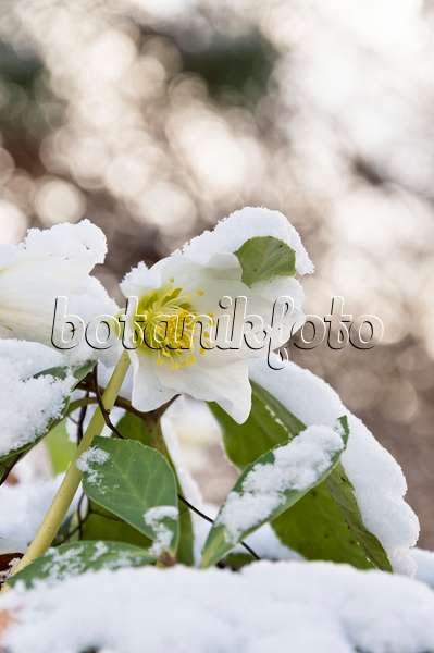 517040 - Rose de Noël (Helleborus niger)