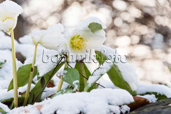 517041 - Rose de Noël (Helleborus niger)