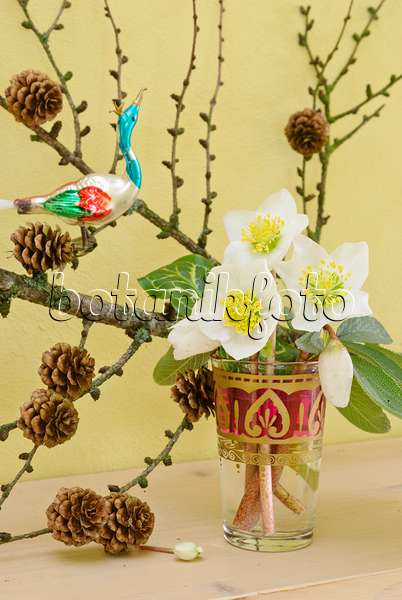 525467 - Rose de Noël (Helleborus niger) et mélèze commun (Larix decidua) dans un vase