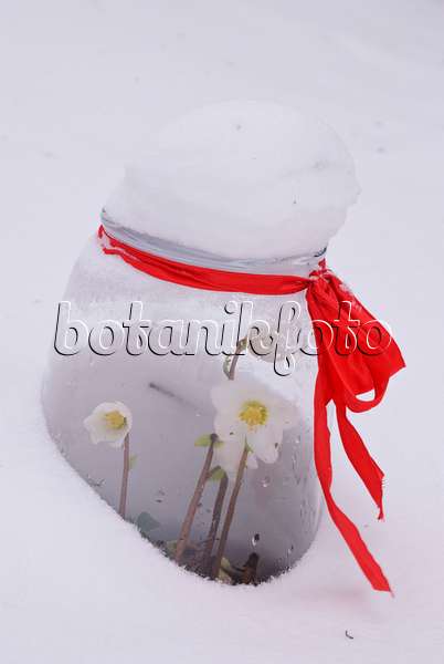 483018 - Rose de Noël (Helleborus niger) sous une cloche