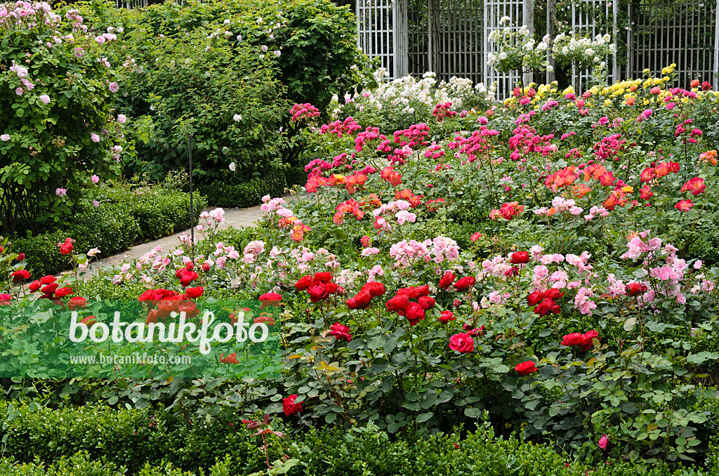 521379 - Rose garden