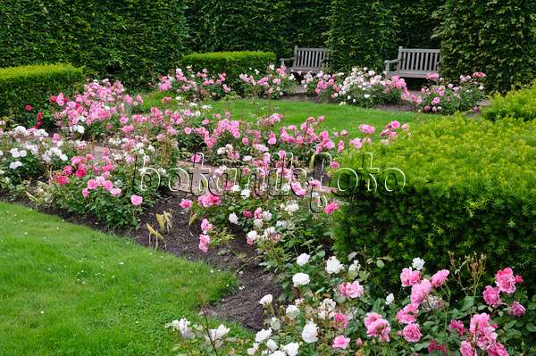473143 - Rose garden, Britzer Garten, Berlin, Germany