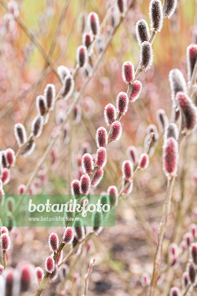 616342 - Rose-gold pussy willow (Salix gracilistyla 'Mount Aso')