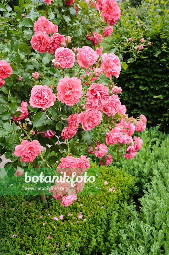521248 - Rose (Rosa)