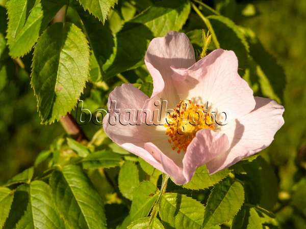 438033 - Rose (Rosa balsamica)