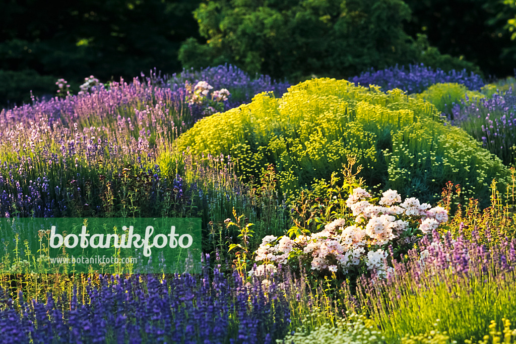 380018 - Rose (Rosa), lavender cotton (Santolina) and lavender (Lavandula)