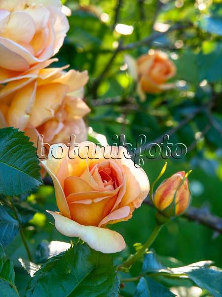 448078 - Rose (Rosa Maigold)