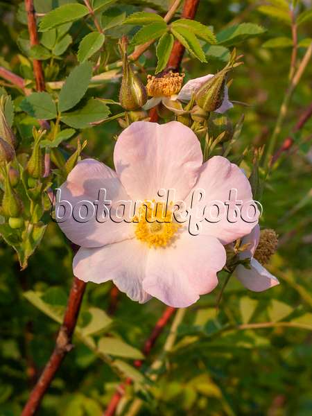 402037 - Rose (Rosa maracandica)