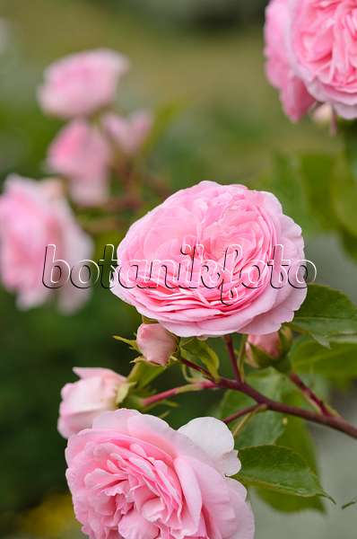545165 - Rose (Rosa Mariatheresia)