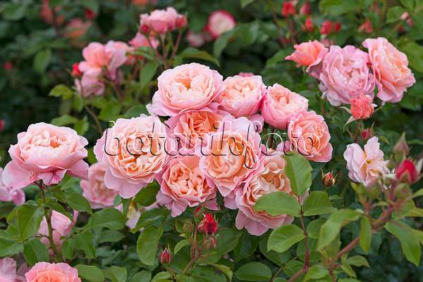 635154 - Rose (Rosa Marie Curie)