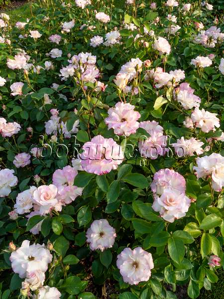 461027 - Rose (Rosa Matilda)