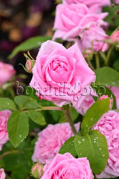 521255 - Rose (Rosa Mme Boll)