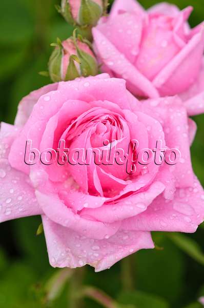 521256 - Rose (Rosa Mme Knorr)
