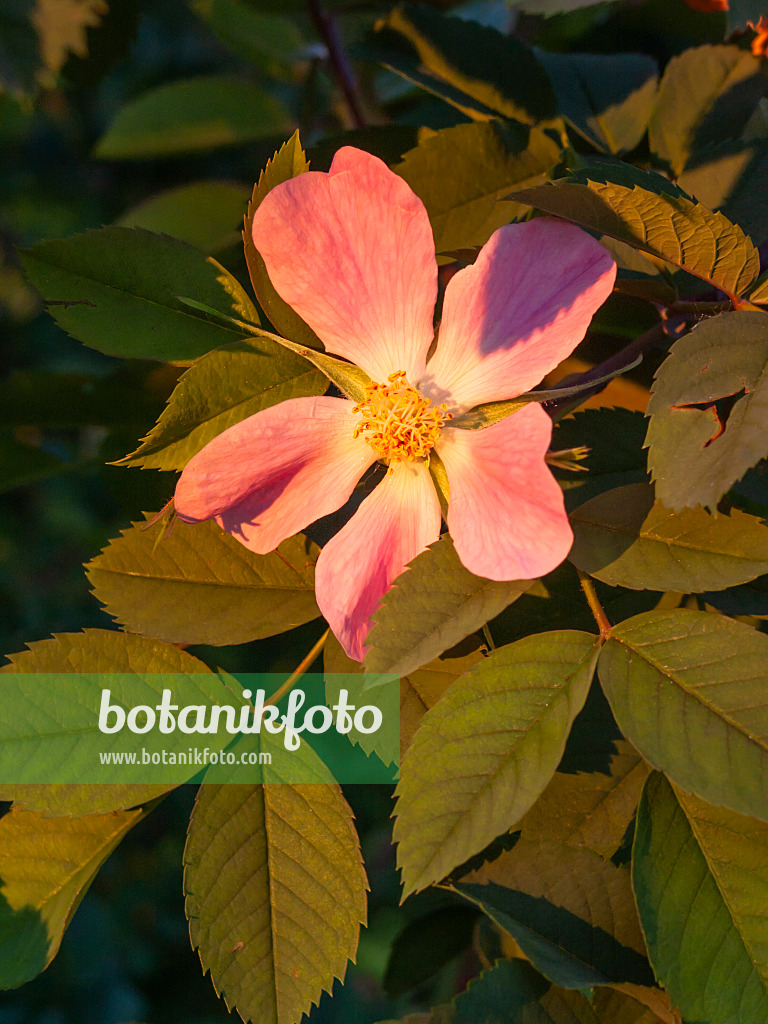 401281 - Rose (Rosa x rubrosa 'Carmenetta')