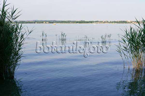 568026 - Roseau commun (Phragmites australis) au lac de Garde, Italie
