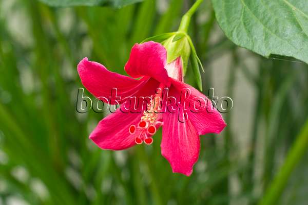608101 - Rosemallow (Hibiscus boryanus)