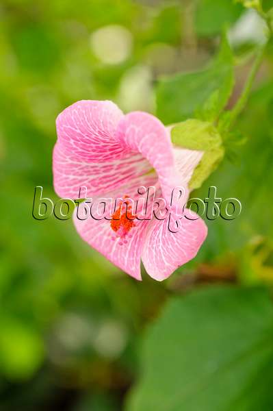 482025 - Rosemallow (Hibiscus lavaterioides)