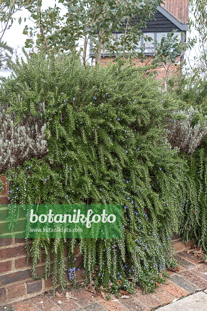 625352 - Rosemary (Rosmarinus officinalis 'Foxtail')