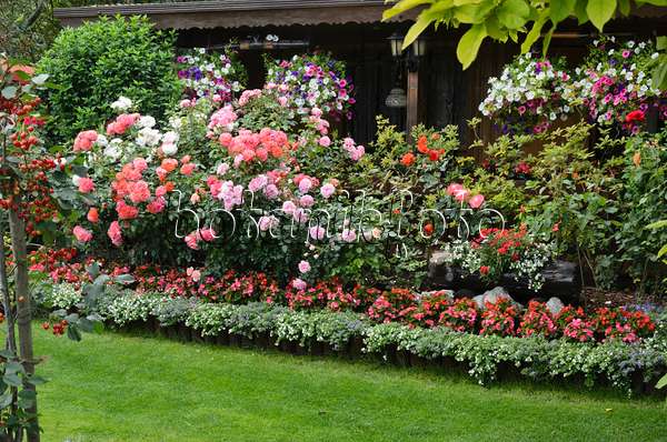 534037 - Roses (Rosa), begonias (Begonia) and petunias (Petunia) in front of a garden house