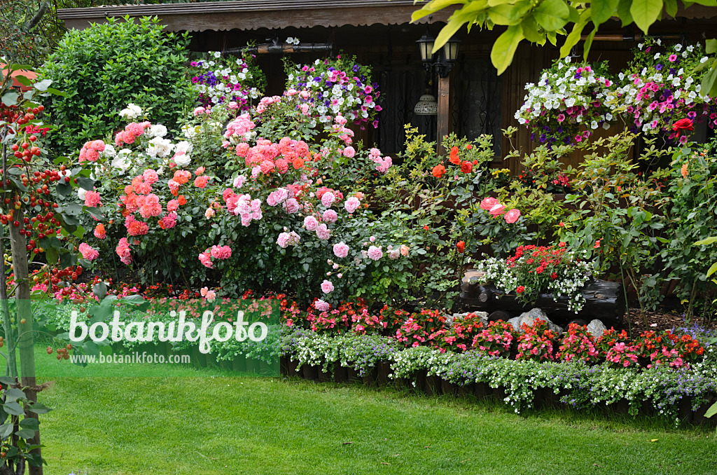 534037 - Roses (Rosa), begonias (Begonia) and petunias (Petunia) in front of a garden house