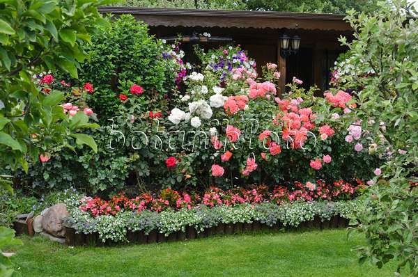 534038 - Roses (Rosa), begonias (Begonia) and petunias (Petunia) in front of a garden house