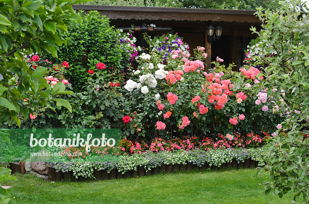 534038 - Roses (Rosa), begonias (Begonia) and petunias (Petunia) in front of a garden house