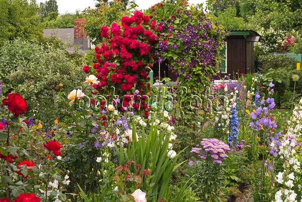 545176 - Roses (Rosa), clematis (Clematis), bellflowers (Campanula), fleabanes (Erigeron) and larkspurs (Delphinium)