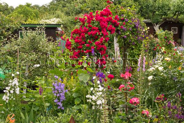545177 - Roses (Rosa), clematis (Clematis), bellflowers (Campanula) and foxgloves (Digitalis)