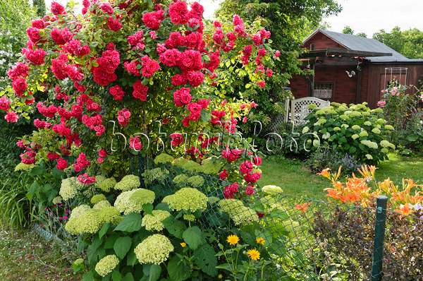 534034 - Roses (Rosa), hydrangeas (Hydrangea) and day lilies (Hemerocallis) in an allotment garden