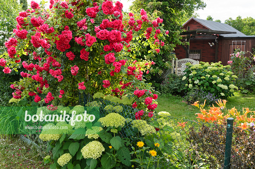 534034 - Roses (Rosa), hydrangeas (Hydrangea) and day lilies (Hemerocallis) in an allotment garden