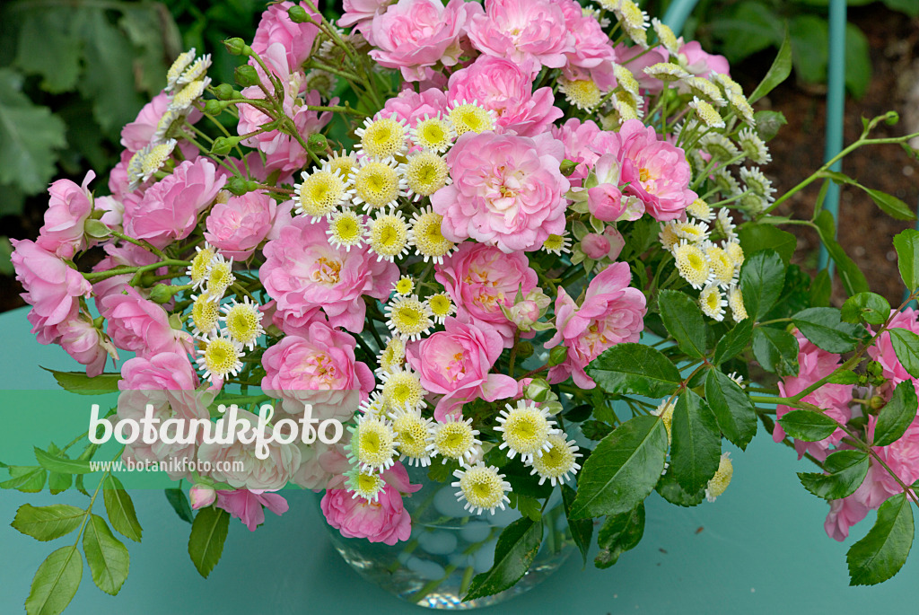 452145 - Roses (Rosa The Fairy) and feverfews (Tanacetum parthenium)