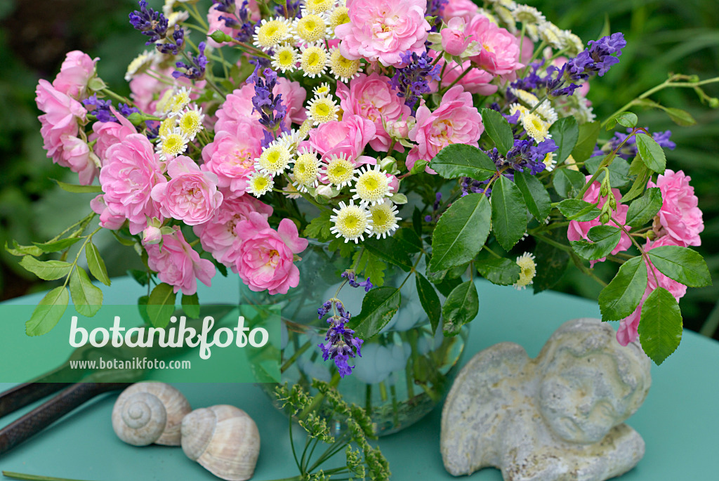 452149 - Roses (Rosa The Fairy), feverfews (Tanacetum parthenium) and common lavenders (Lavandula angustifolia)