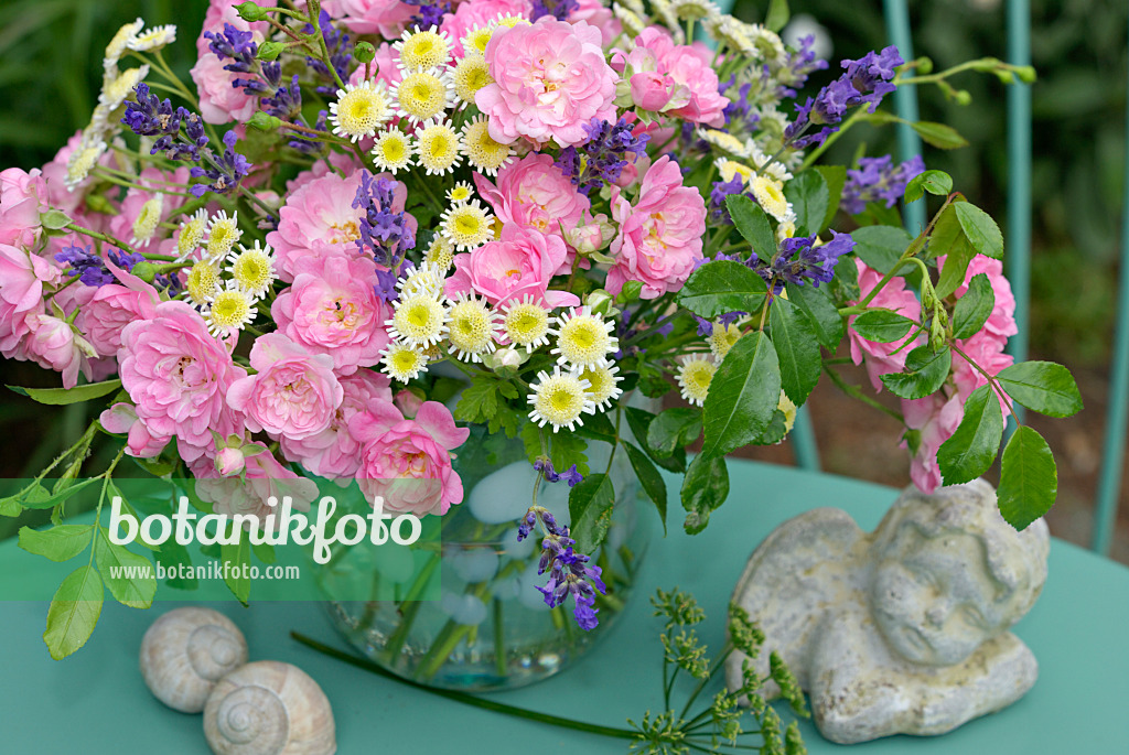 452150 - Roses (Rosa The Fairy), feverfews (Tanacetum parthenium) and common lavenders (Lavandula angustifolia)