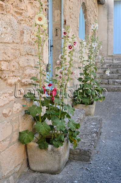 557134 - Roses trémières (Alcea) dans des bacs à fleurs, Les Baux-de-Provence, Provence, France