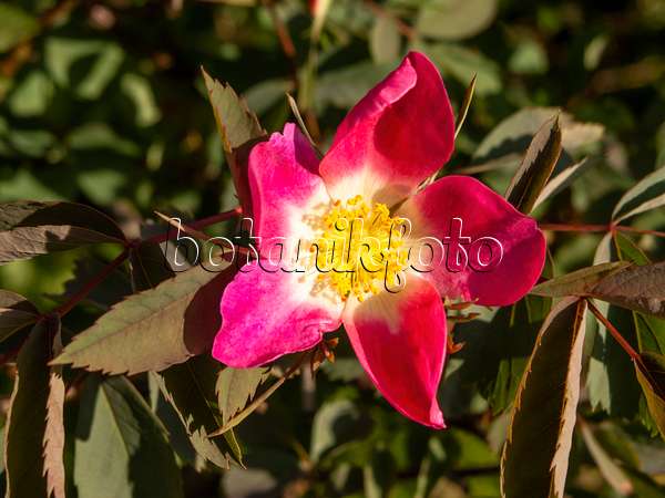 438034 - Rosier à feuilles rouges (Rosa glauca)