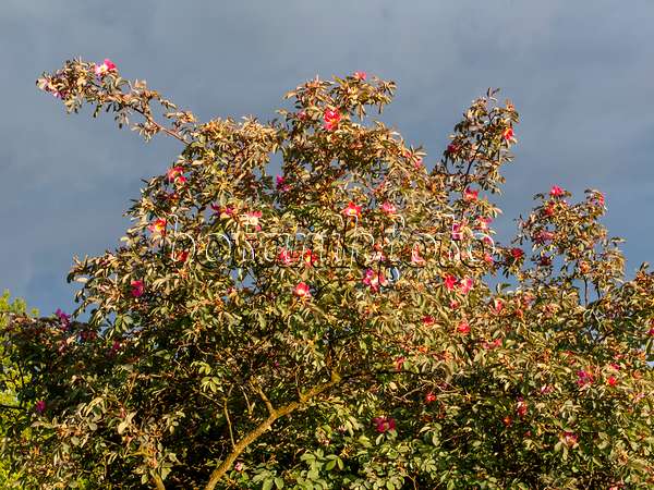 438157 - Rosier à feuilles rouges (Rosa glauca)