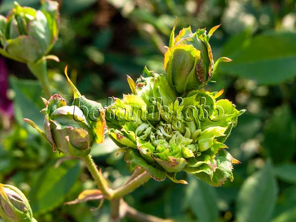 461060 - Rosier à fleurs vertes (Rosa chinensis 'Viridiflora')