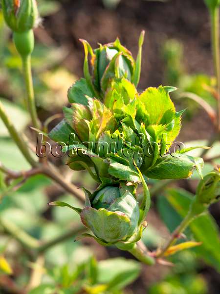 461061 - Rosier à fleurs vertes (Rosa chinensis 'Viridiflora')