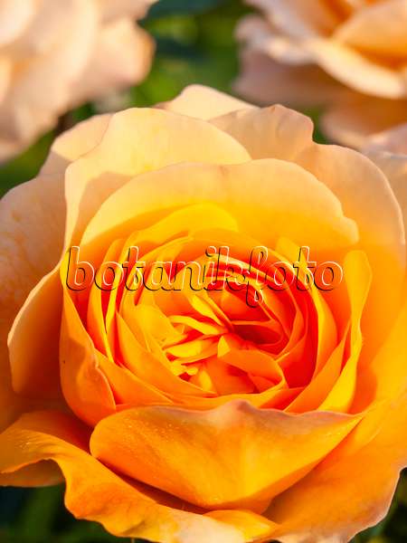 438265 - Rosier arbustif (Rosa Yellow Charles Austin)