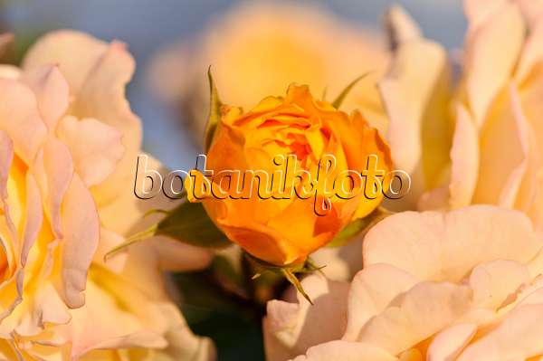 485149 - Rosier arbustif (Rosa Yellow Charles Austin)