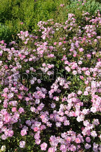 521280 - Rosier couvre-sol (Rosa Lavender Dream)